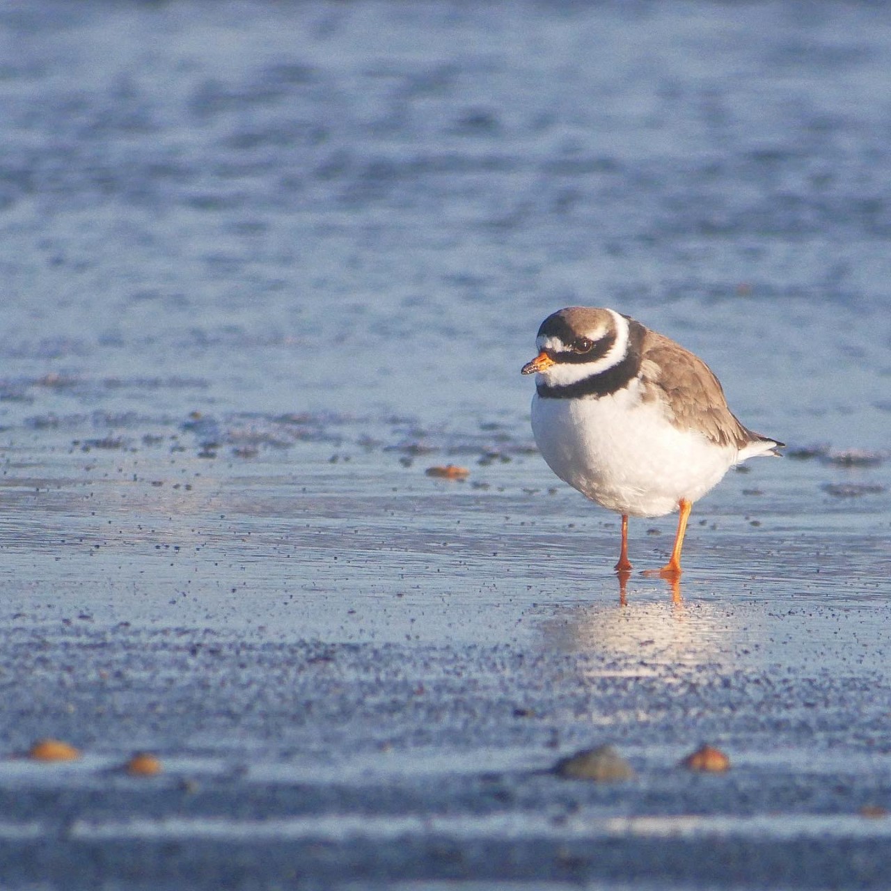 Shorebirds for Beginners Guided Walk at Newbiggin
