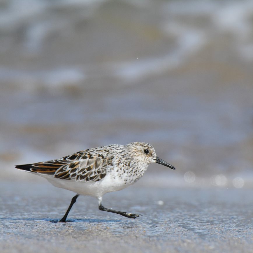Shorebirds for Beginners Guided Walk